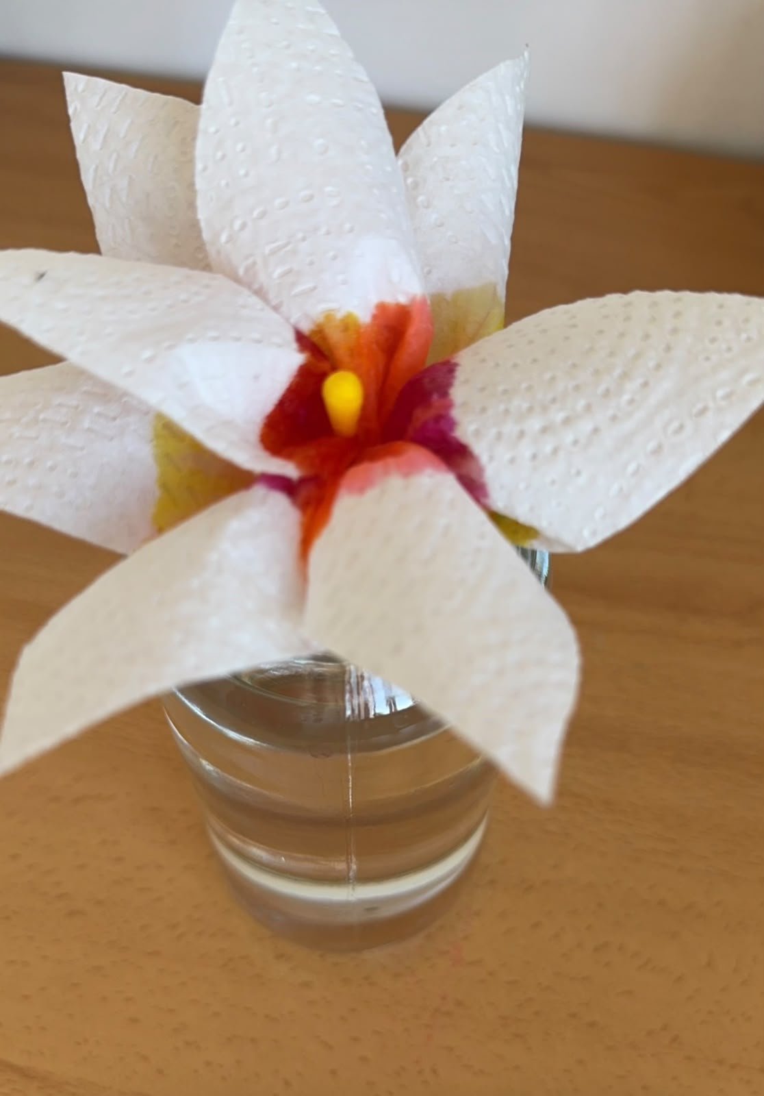 experiência de ciências - plantas